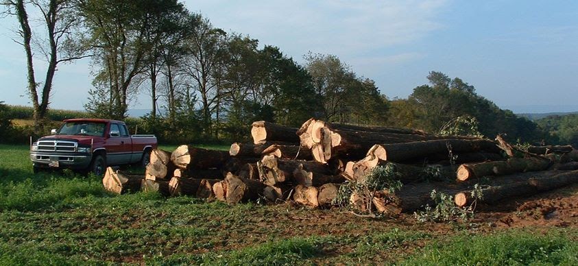 Hardwood Logs PA